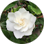 Gardenia