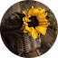 هيا