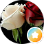 gazal k
